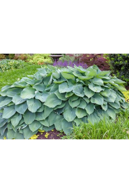 Висота хости Біг Дедді